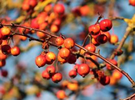 crabapples