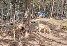 Training ‘nuts and bolts’ with young livestock guardian dogs livestock guardian dogs