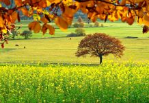Last pasture walk of year set for Oct. 26 pasture
