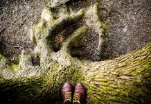 Plant more trees, become a tree ambassador to help the environment tree