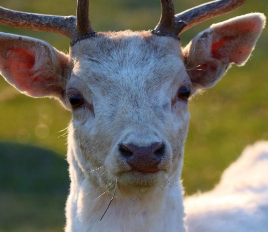 Two Ohio men face federal charges in deer smuggling scheme white deer