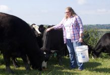 Women in agriculture awardee applies NRCS knowledge to family farm A woman stands with several beef cattle after pouring out some grain for them in a pasture on her family farm, in West Virginia.
