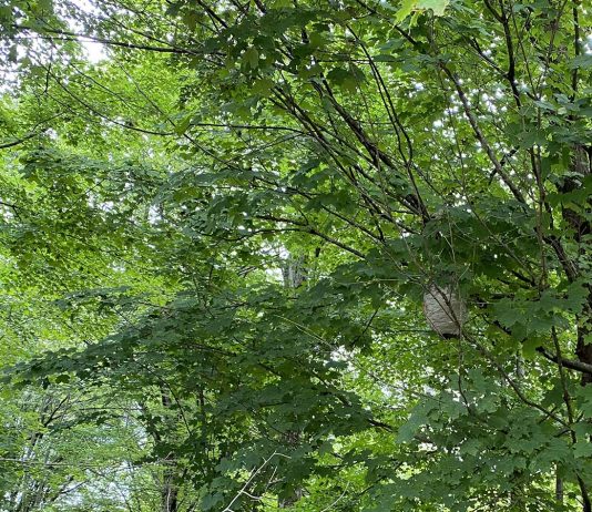 baldfaced hornets' nest close up