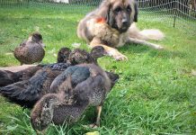 Learning to tend to birds ducks and dog