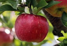 How to determine when apples are ready to pick apple