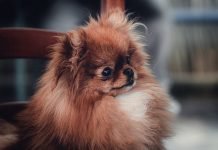 Never known a life without dogs pekingese