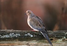 Mourning doves are happy, healthy in Ohio Mourning doves