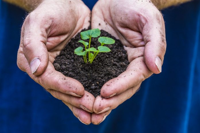 A pair of hands hold soil and a small plant.