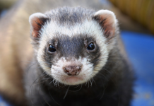 USDA confirms COVID-19 virus found in ferret ferret