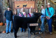 2021 Barlow Independent Fair sale Grand Champion Feeder Calf Heifer