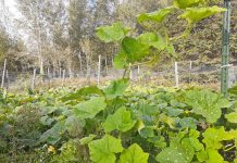 Let’s talk about squash garden squash