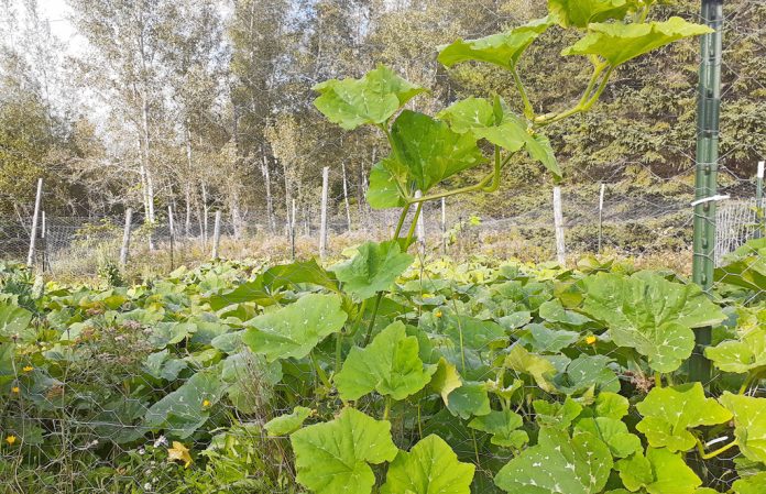 garden squash