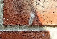 How to identify venomous caterpillars in Ohio hickory tussock moth caterpillar