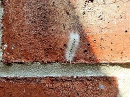 hickory tussock moth caterpillar