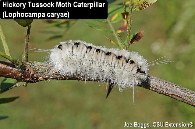 hickory tussock moth caterpillar