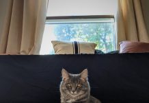 Feline framed Kym Seabolt's cat, Kai