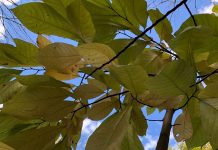 On the hunt for the fruit of the pawpaw tree Pawpaw tree