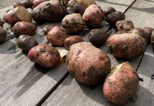 How to harvest homegrown potatoes potatoes