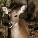 Ohio will continue to test for chronic wasting disease whitetail doe