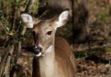 Ohio will continue to test for chronic wasting disease whitetail doe