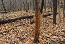 Young hunters know the signs of pre-rut season deer rub