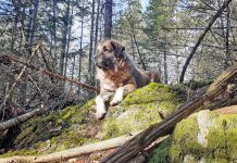 A livestock guardian dog’s view Colter livestock guardian dog