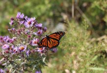 Observe an attitude of gratitude all year monarch on New England aster