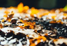 Enjoy the splendor of autumn fall leaves