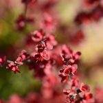 Pennsylvania phasing in ban of invasive Japanese Barberry japanese barberry