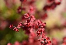 Pennsylvania phasing in ban of invasive Japanese Barberry japanese barberry