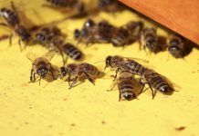 Beekeepers seek out resilient feral honey bees Feral honey bees