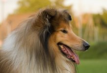 Pets provide doggone good memories collie