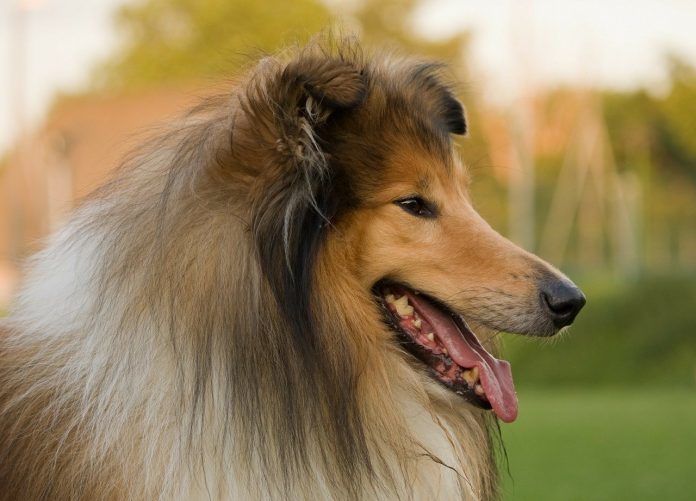 collie