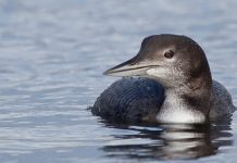 Great Lakes host a myriad of ducks, gulls and other birds during winter common loon