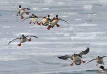 How to start birding in Ohio Red-breasted mergansers