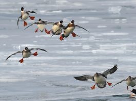 Red-breasted mergansers
