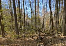 How to attract deer to a woodlot without deer corn woodlot