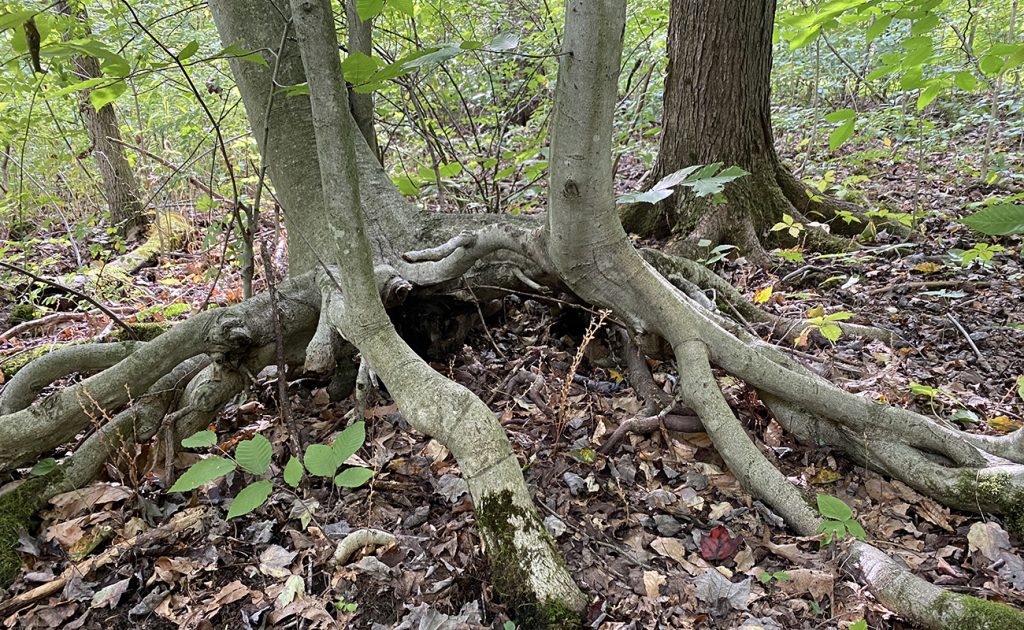 weird beech tree roots