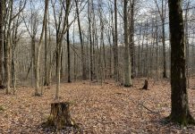 How to stay safe on winter hikes in the woods Winter woods