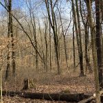 Timber management discussion planned for Dec. 6 Winter woods