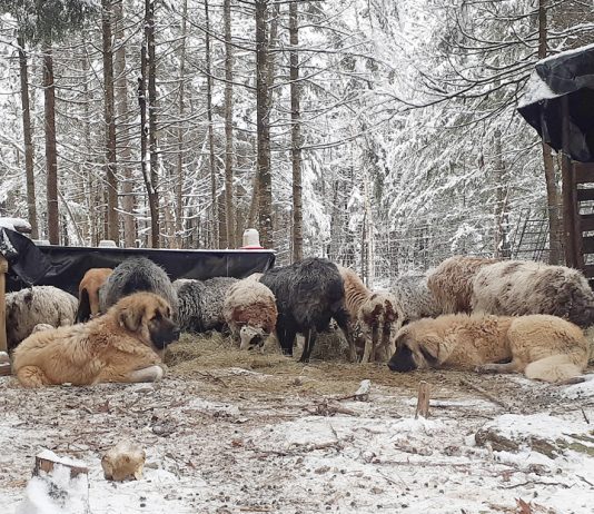 livestock guardian dogs