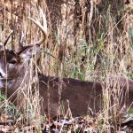 Ohio wraps up the 2021 deer gun hunting week deer