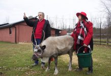 Rootstown Reindeer Farm spreads holiday joy, peace A man and and a woman stand in a pasture with a reindeer.