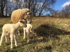 ewe and lambs