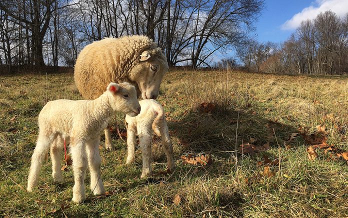 ewe and lambs