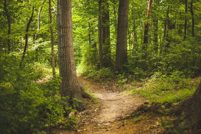 forest trail