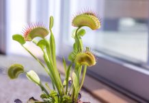 How to grow a Venus flytrap Venus flytrap