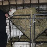 Ohio farmers convert former hog farm into intensive goat herd John Barnhart