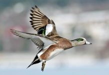 Highly pathogenic avian influenza confirmed in wild bird in South Carolina American wigeon