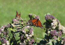 Fall prep for your garden and pollinators monarch butterfly on milkweed